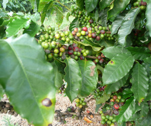 Kaffeepflanze Australian Skybury
